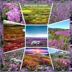 Северное лето