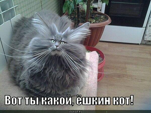 Ёшкин кот (мини-рассказ)