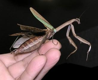 Каждый сверчок...