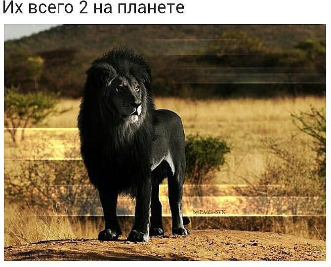 Хочешь,   я открою для тебя свой космос