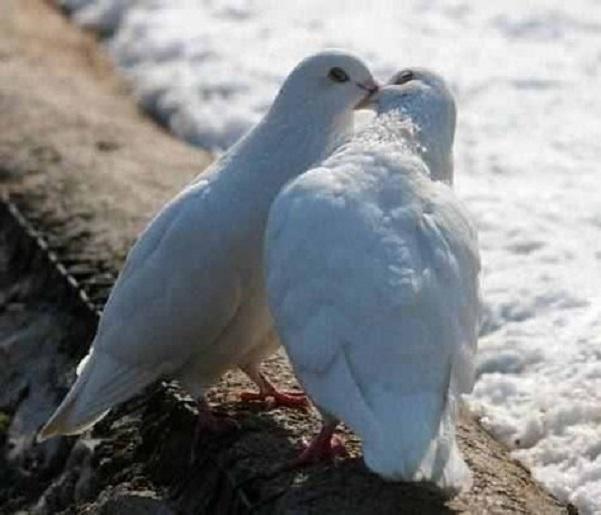 "Я целую тебя..." (19.10.2012)