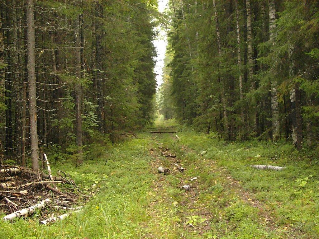 Просека это. Лесная просека. Просека в лесу. Просеки в лесу. Просеки лесных дорог.