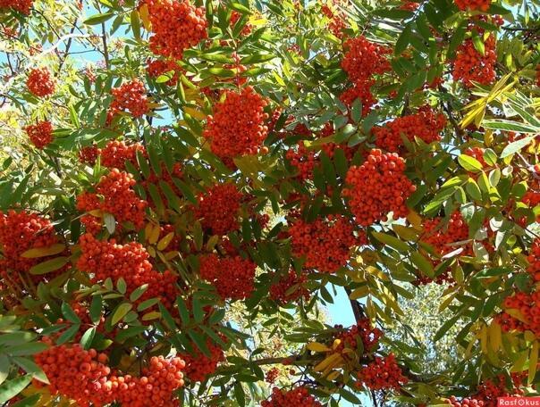 Костёр любви