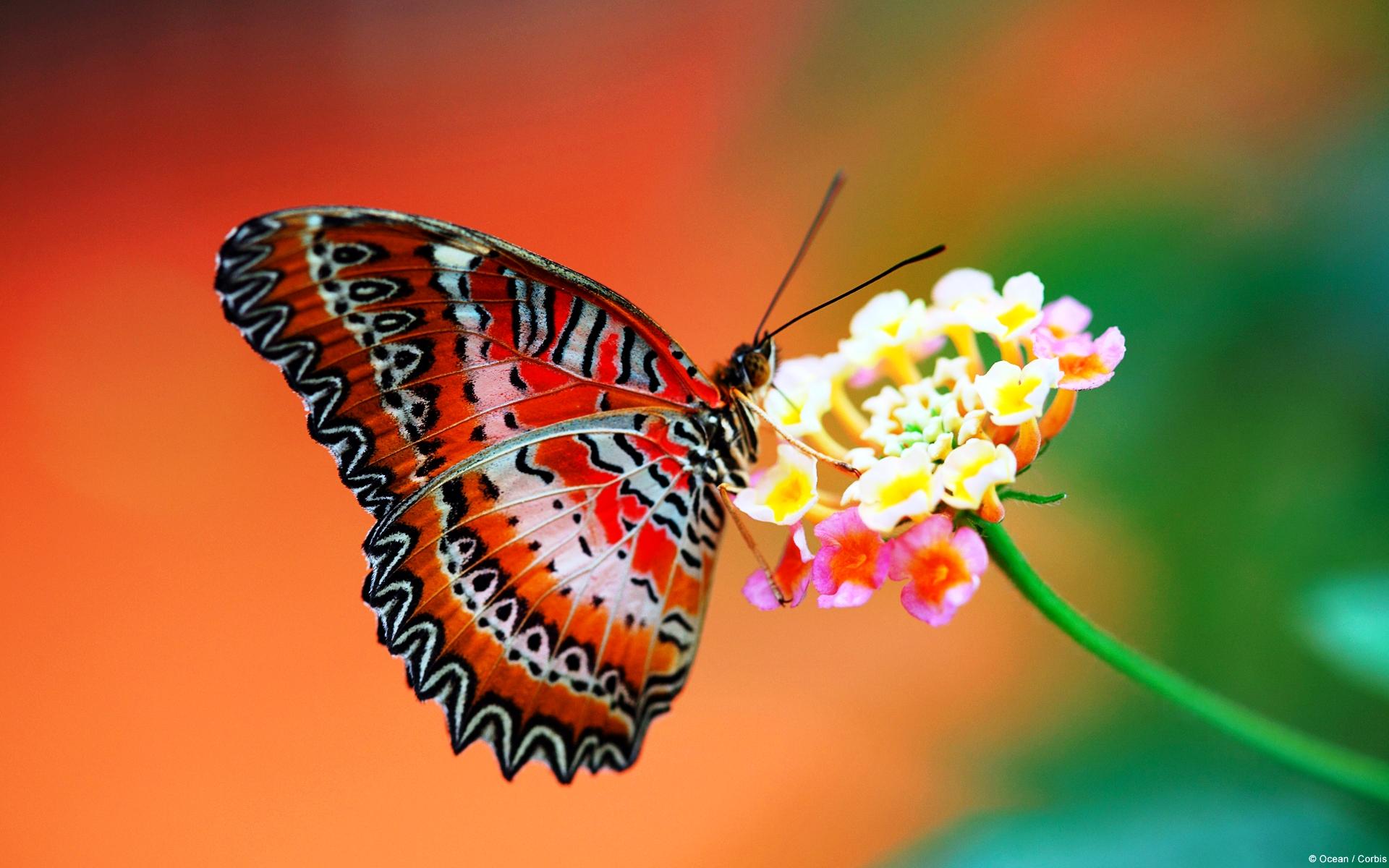 Обои на стол бабочки. Фет бабочка. Цетозия библис бабочка. Бабочка златоглазка библис. Бабочка на цветке.