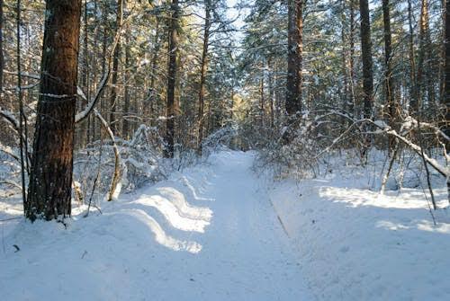 ЗИМНЯЯ ПРИРОДА