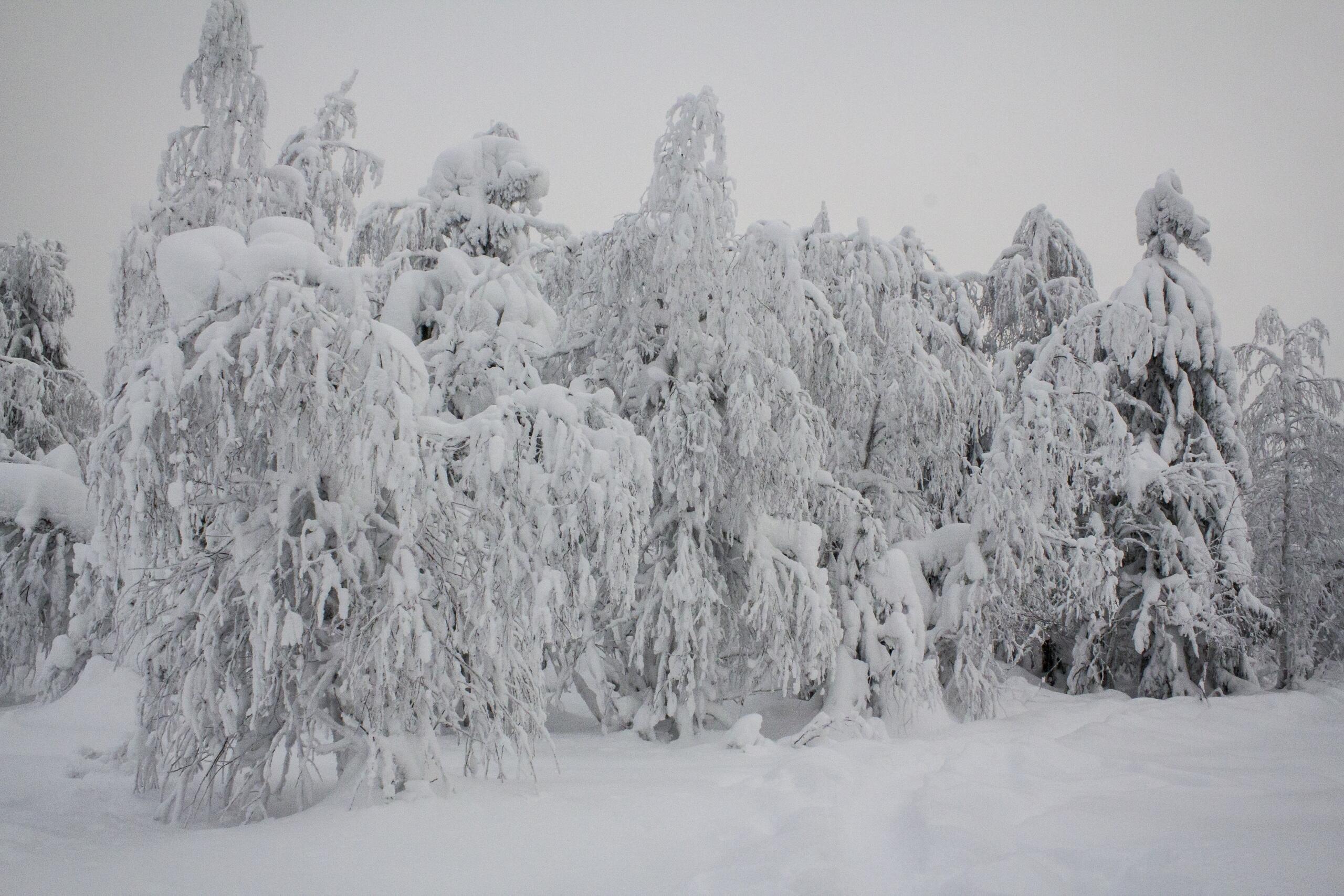 СНЕЖНЫЙ ПЁС 1