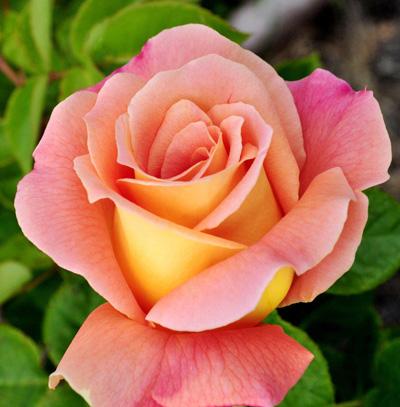 Мы все мечтаем о любви