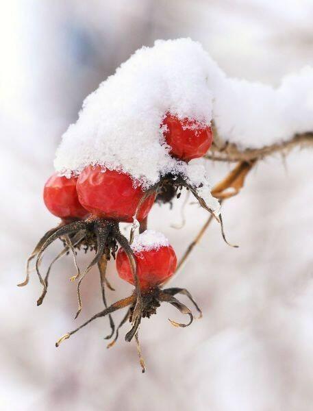 Дикий шиповник