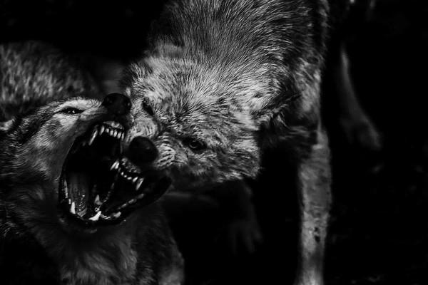 Натура - волчья