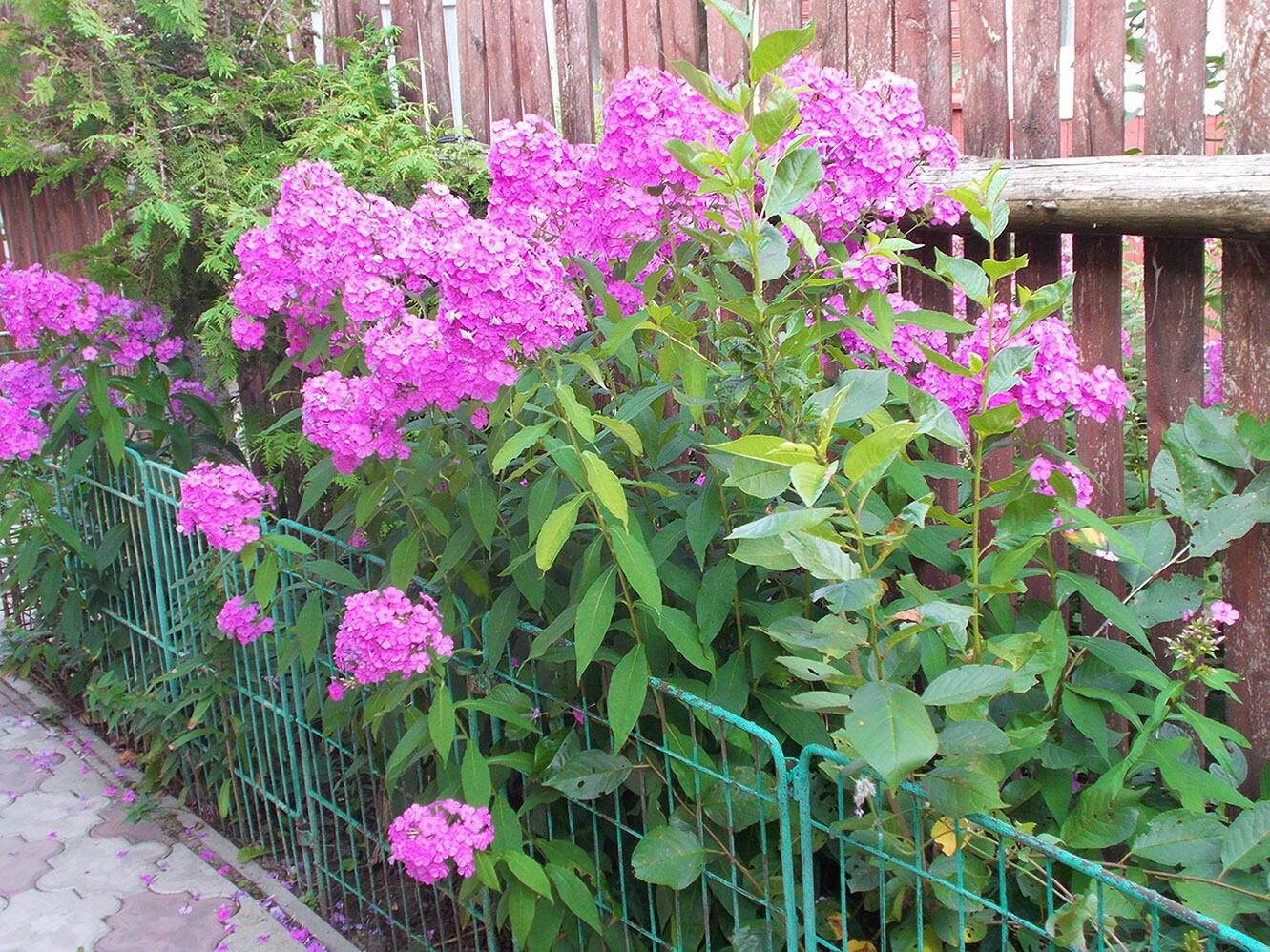 Про Панаса быліна якося,