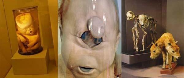 Кунсткамера