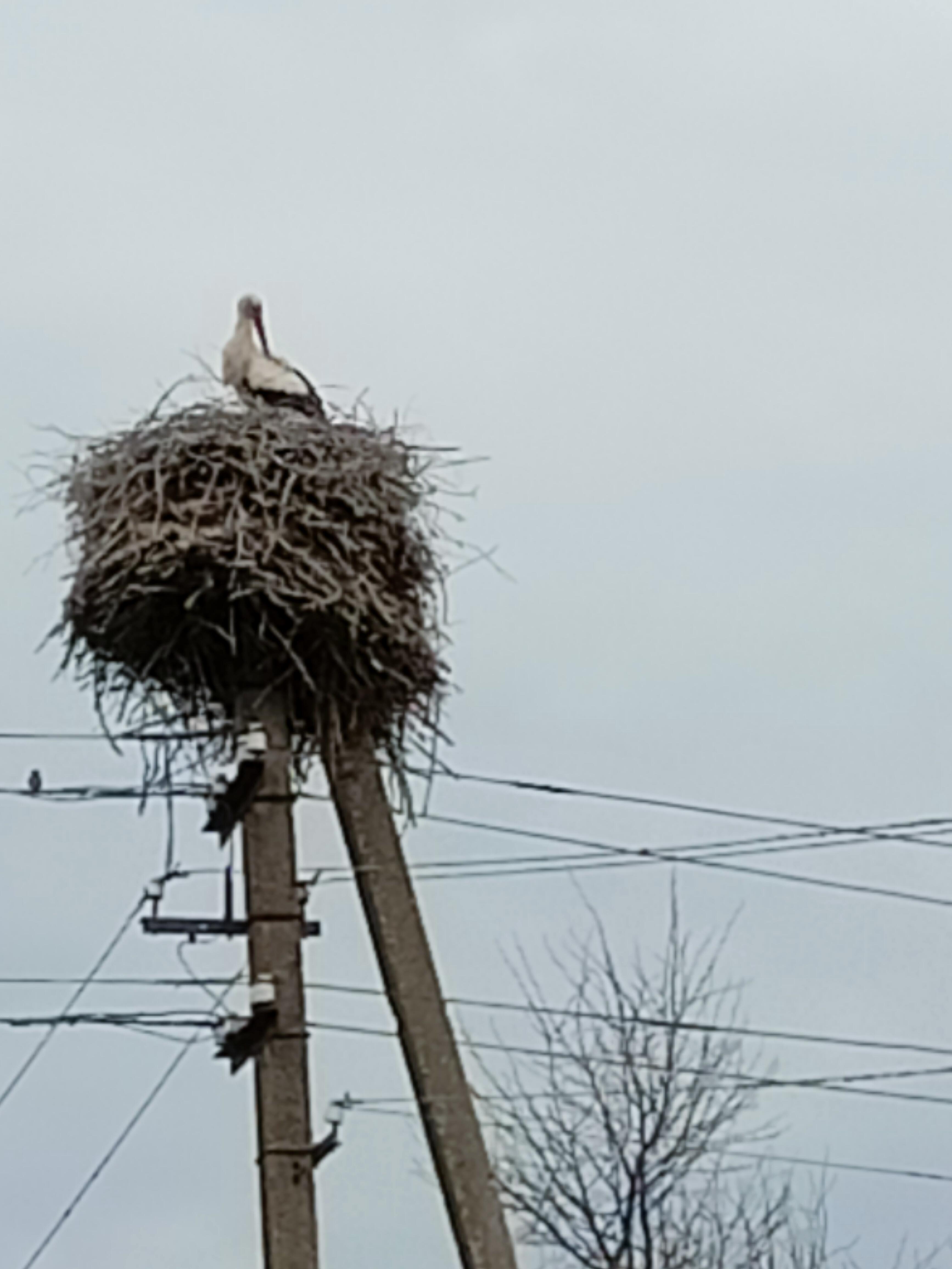 Аист - на счастье