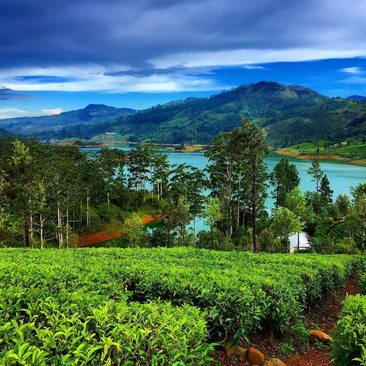 Цейлон. Остров Цейлон. Остров Цейлон Шри Ланка. Ceylon Tea Trails Шри Ланка. Остров Цейлон природа.