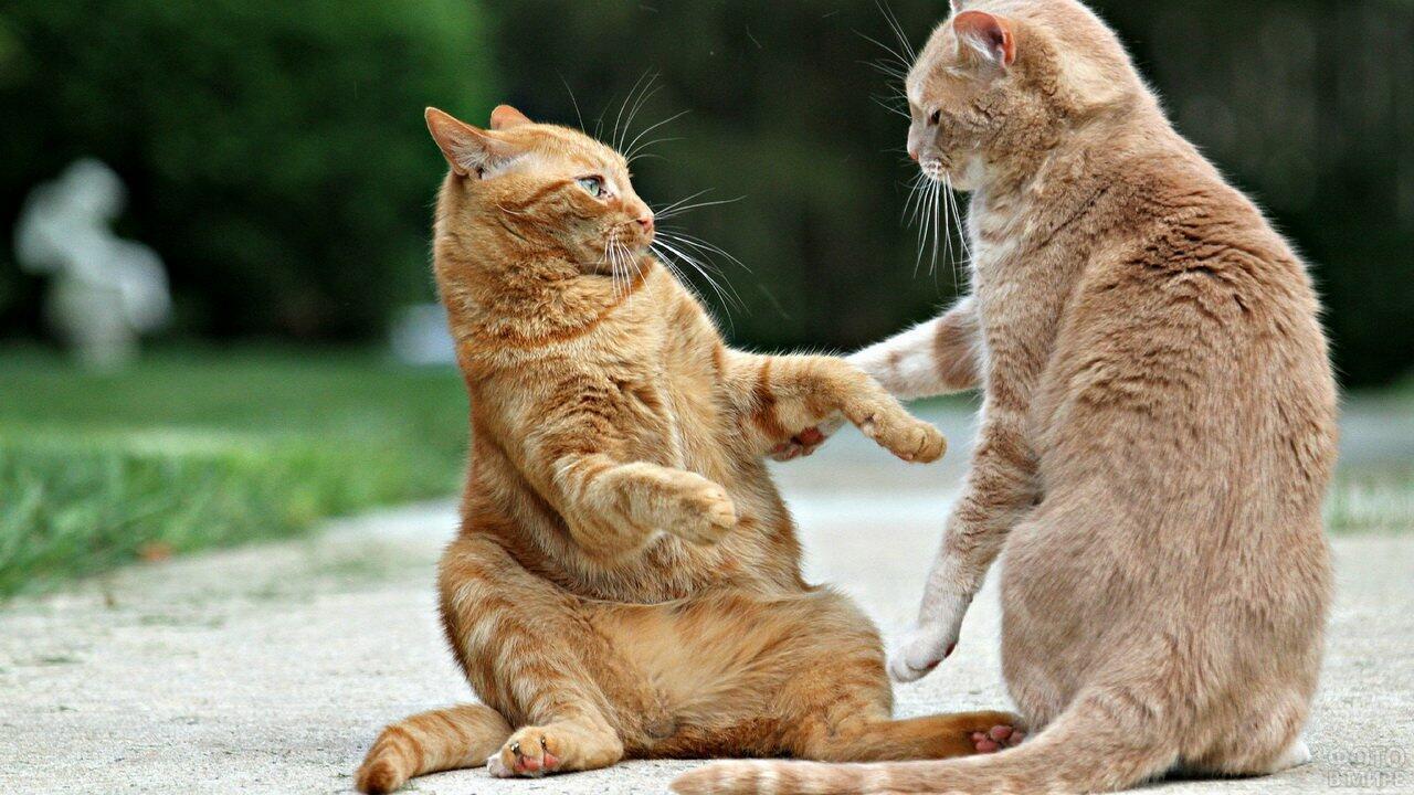 ТЫ  ЧЁ  СЕРЫЙ