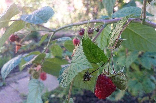 Диалог. По завещанию умершего лета...