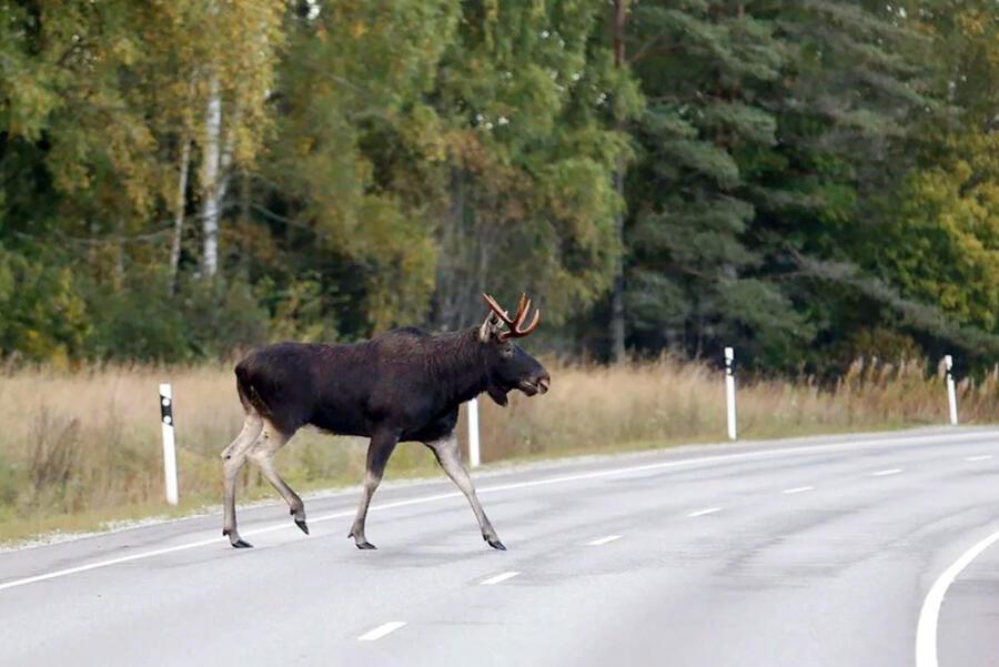 За лося... 