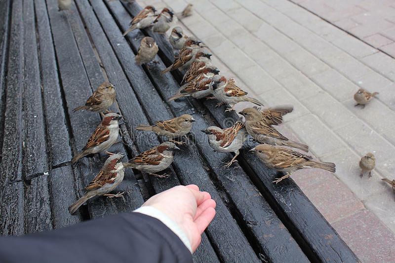 Воробьишки