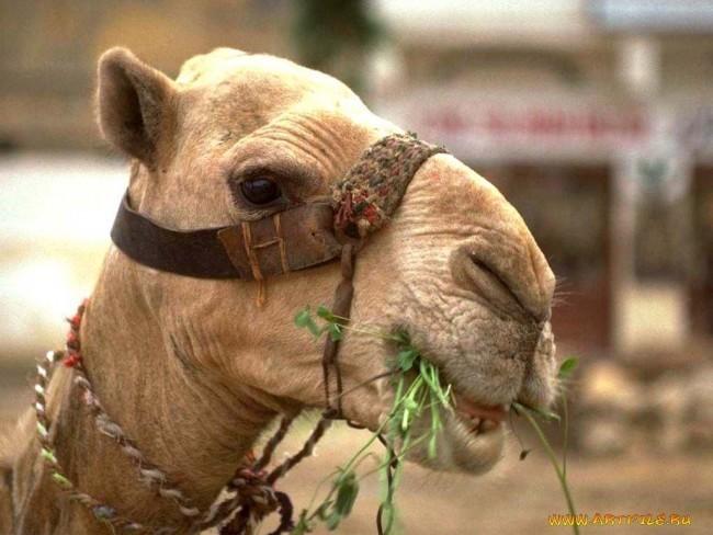 Белая верблюдица. Часть 3.