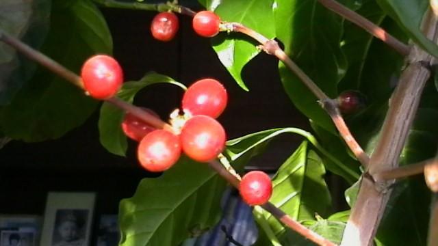 Профи по кофе