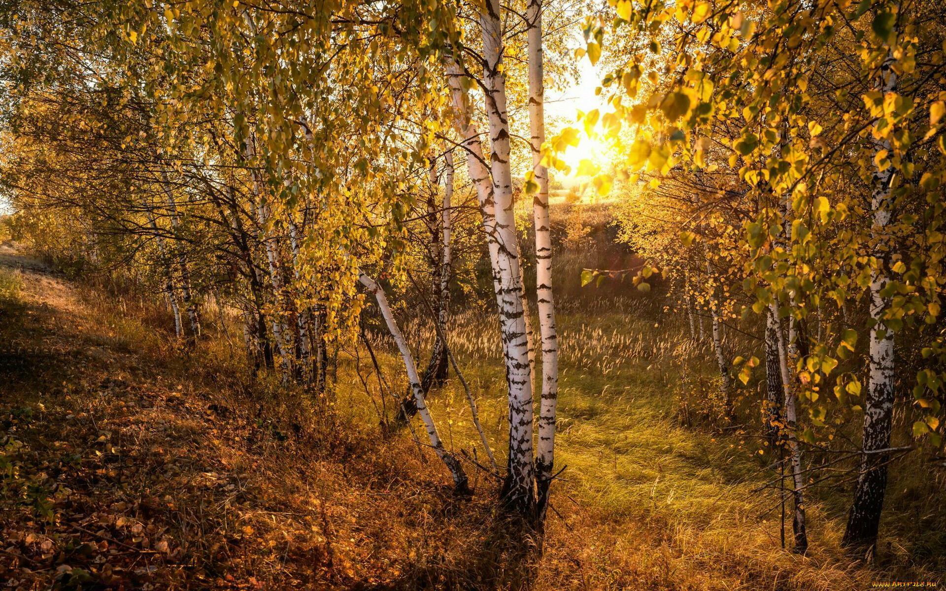 К БЕРЁЗКЕ НЕЖНО ПРИКОСНУТЬСЯ...