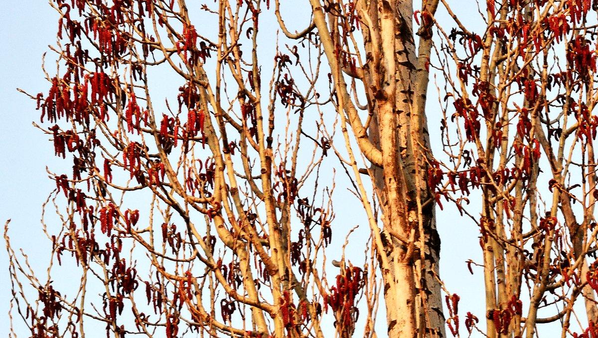 Стройный тополь