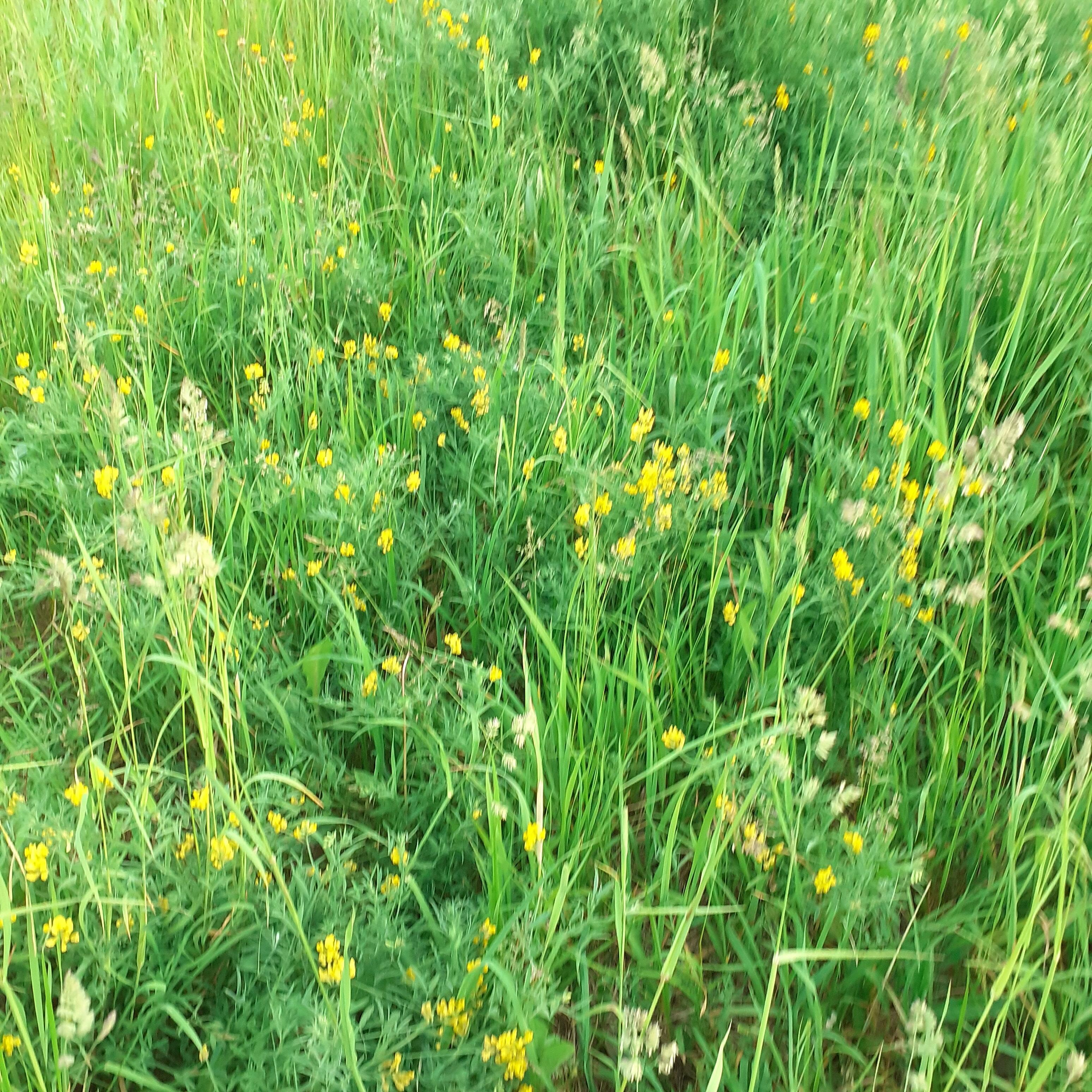 Ах, ты летнее разнотравье