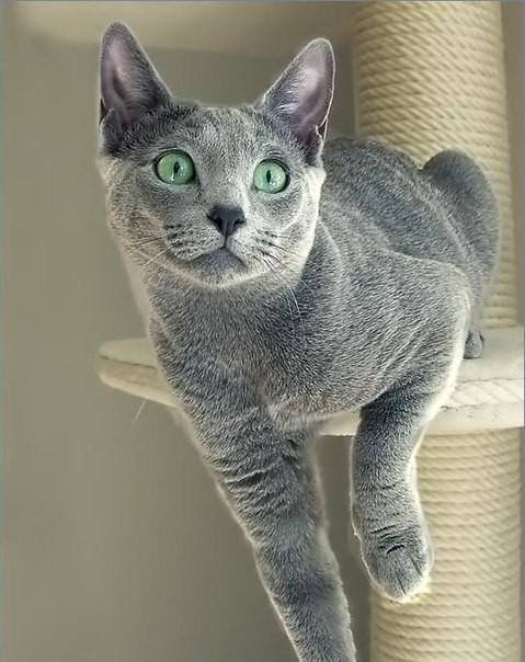 Голубая Русь