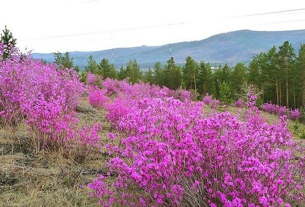 Край багульный, моё Забайкалье.