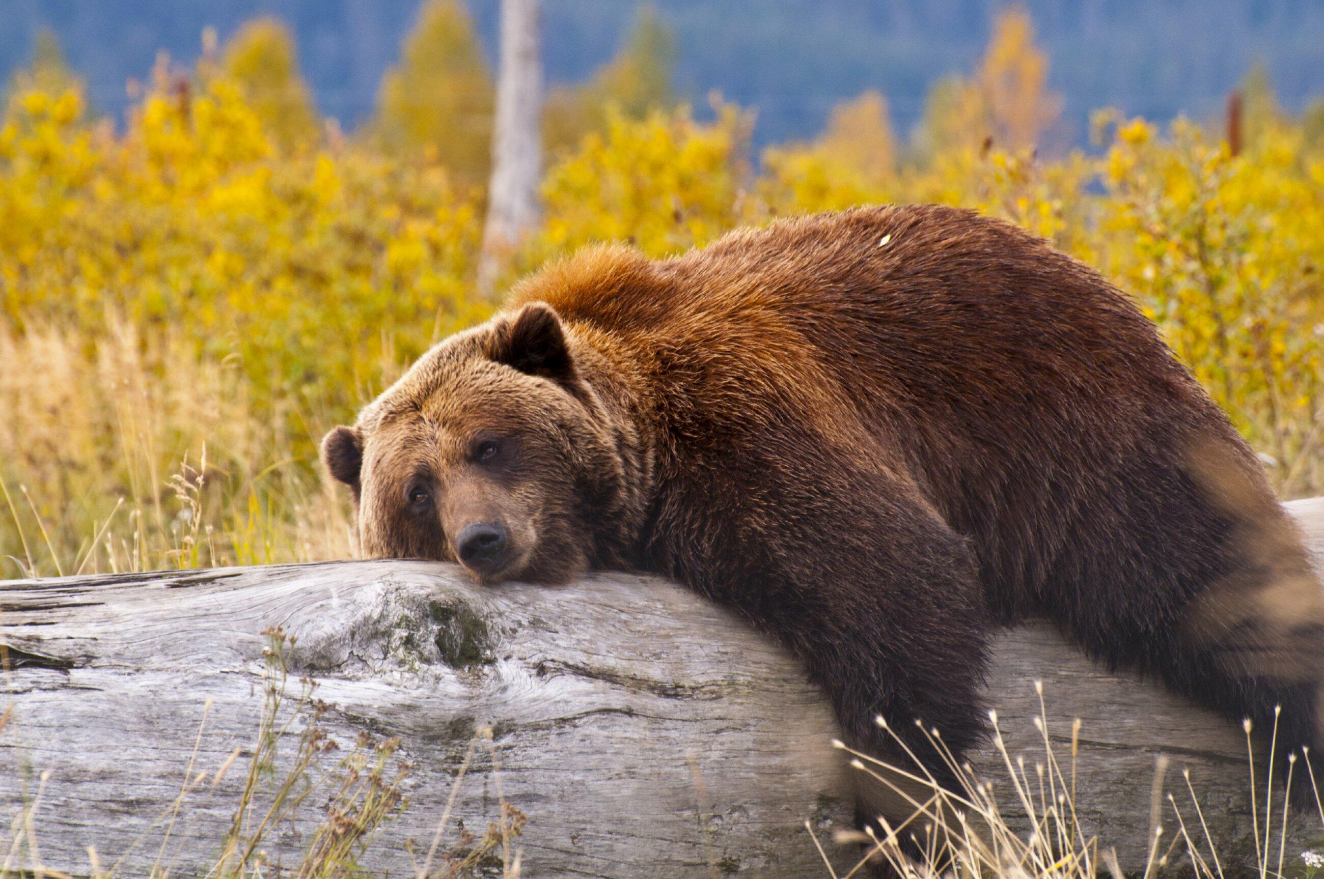 I m a bear. Медведь гора.