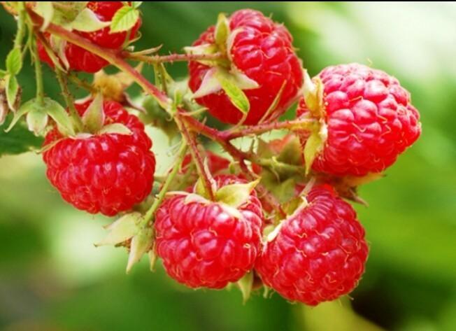 ЛЕТОМ НА ДАЧЕ