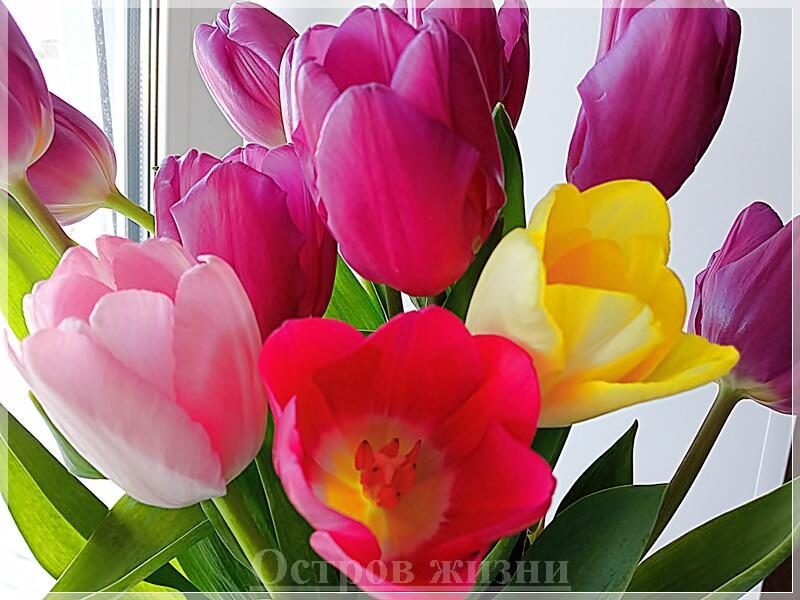 С днём рождения педагога