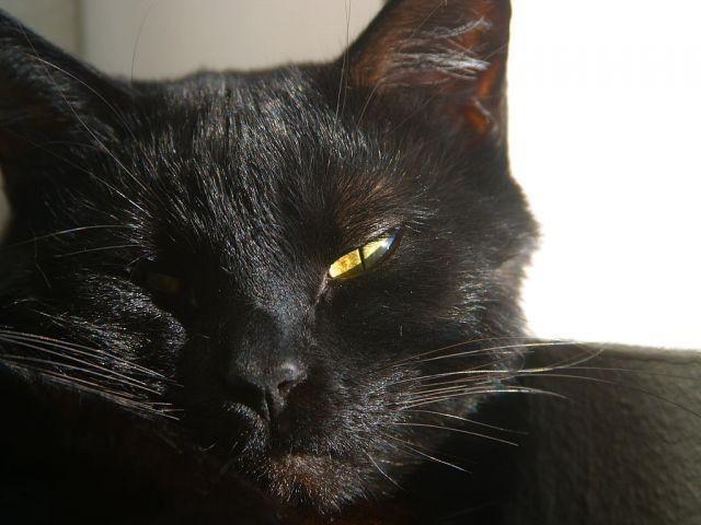 Стихотворение в прозе : Чёрный кот .