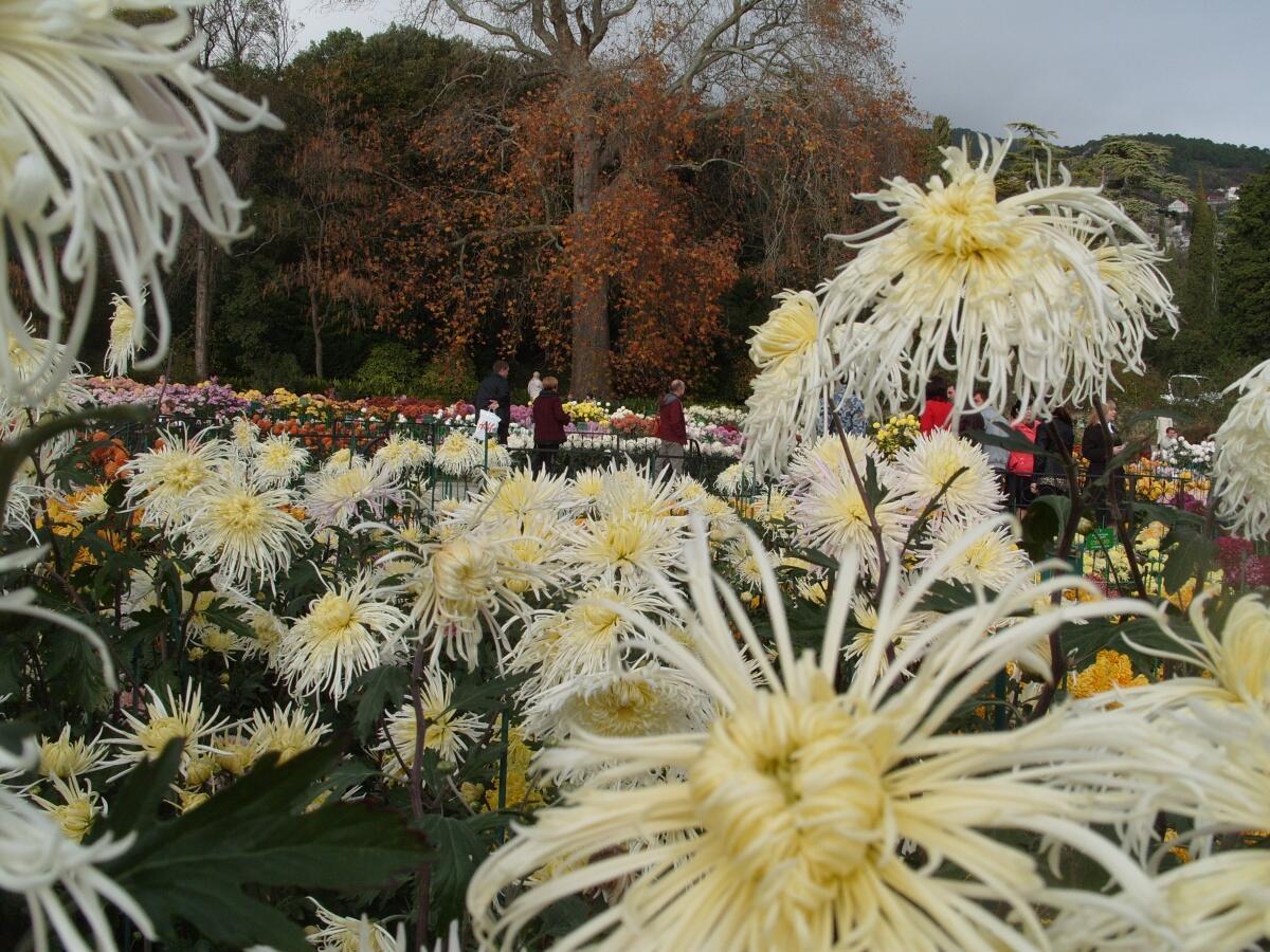 Никитский Ботанический сад цветы осень