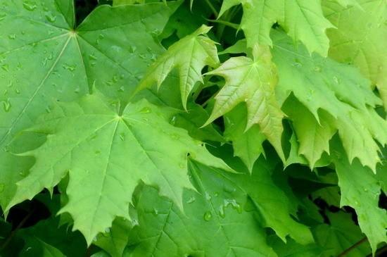 Клён и акация