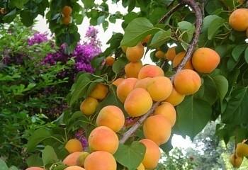 Я выросла там, где пела кукушка