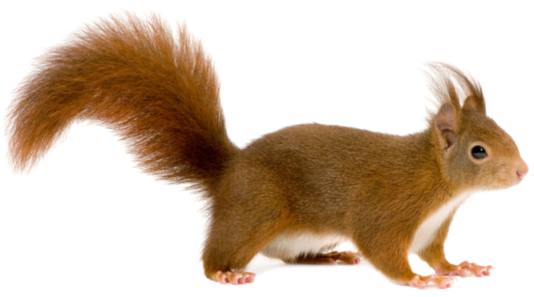 Мой  Бельчонок