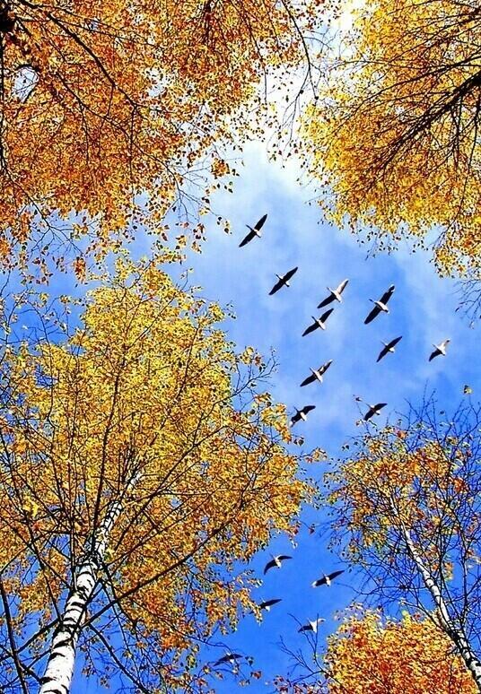 Журавли в небе клином…