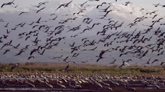 ВЕСЕННИЕ АНОМАЛИИ