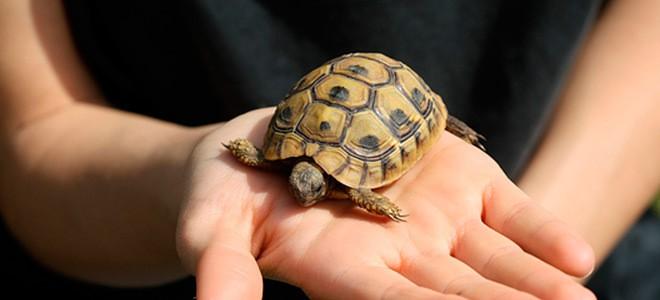 Про черепашку по имени Пауза