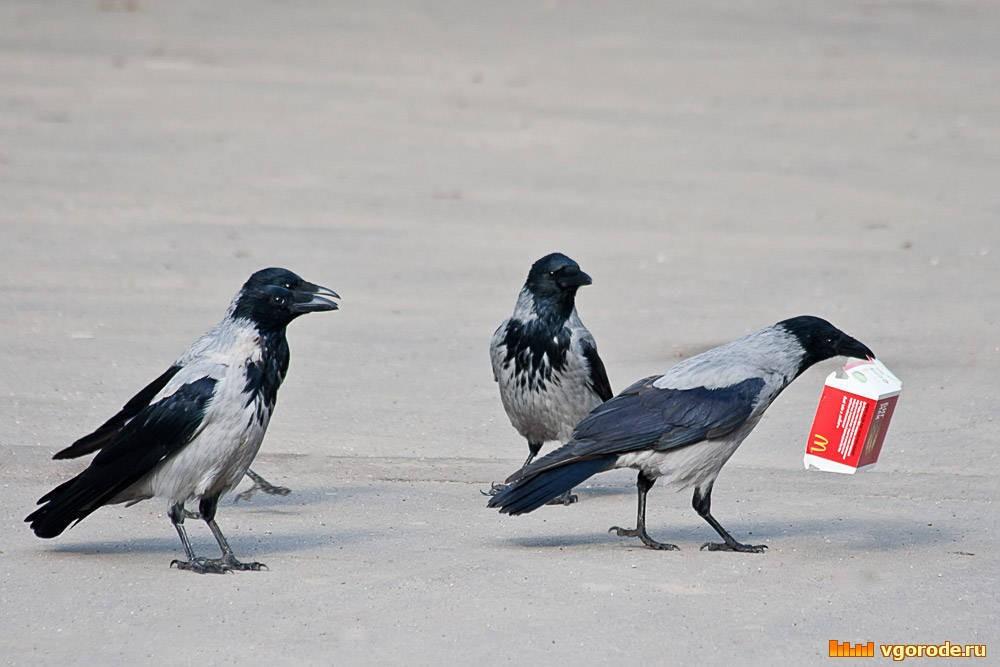 Вороний тренинг