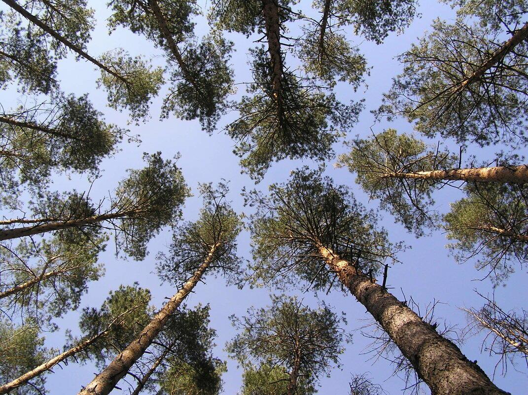 Не слышный разговор