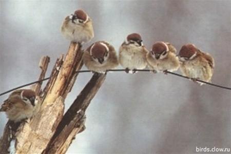 КУДА ИСЧЕЗЛИ ВОРОБЬИ?