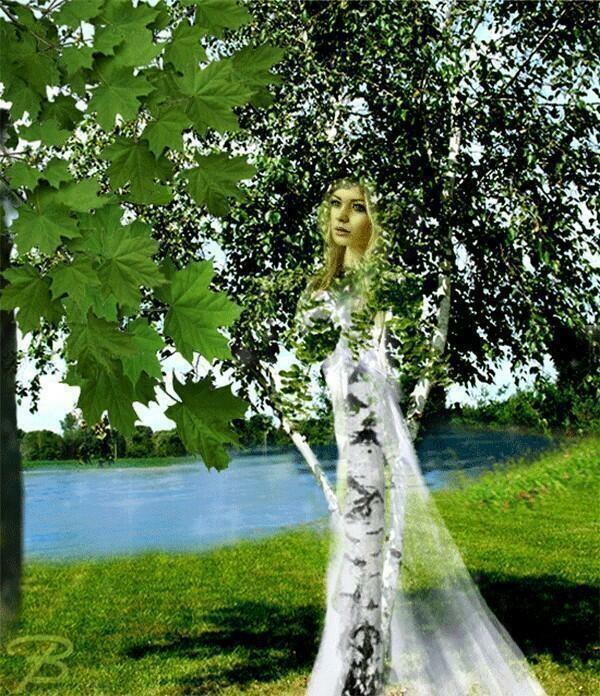 Спилил такую же сосну