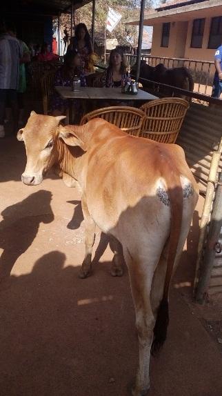 Хорошо быть в Индии коровой