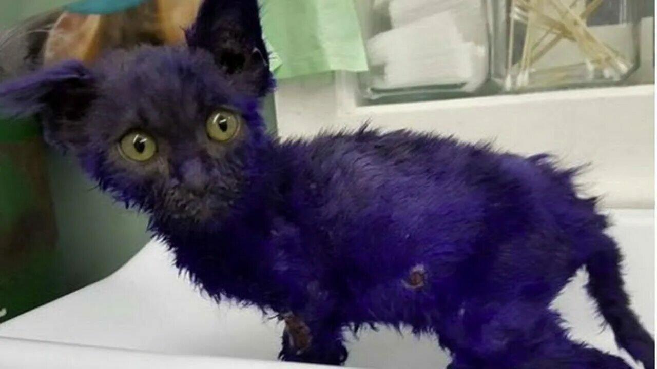 ❤️  П О М О Щ Н И К 