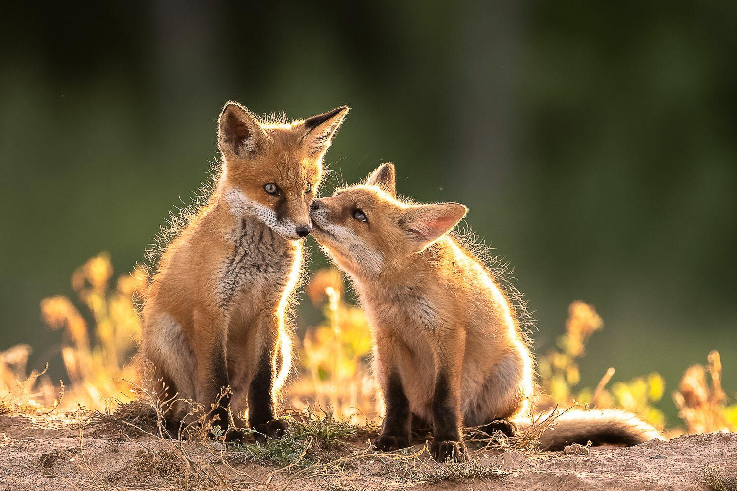 МЕЖДУНАРОДНЫЙ ДЕНЬ ЛИСЫ