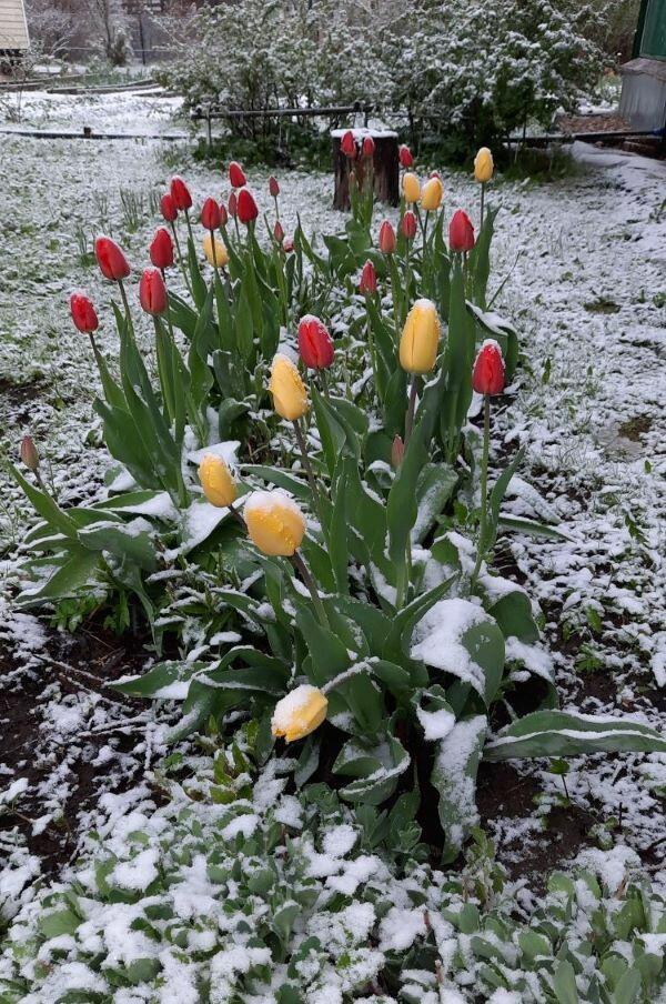 Майский снег