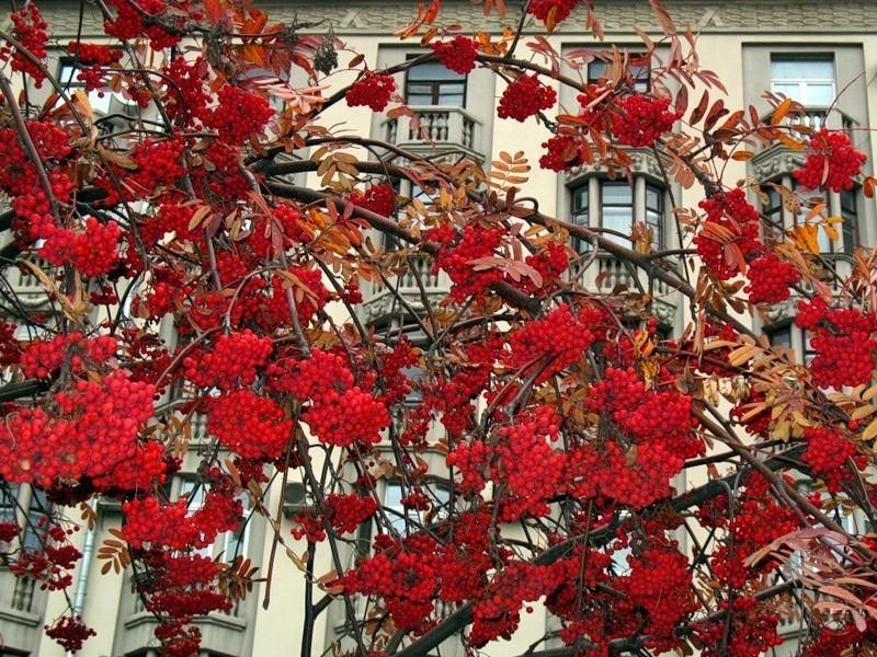 КАЖЕТСЯ ВЧЕРА ЦВЕЛА СИРЕНЬ.