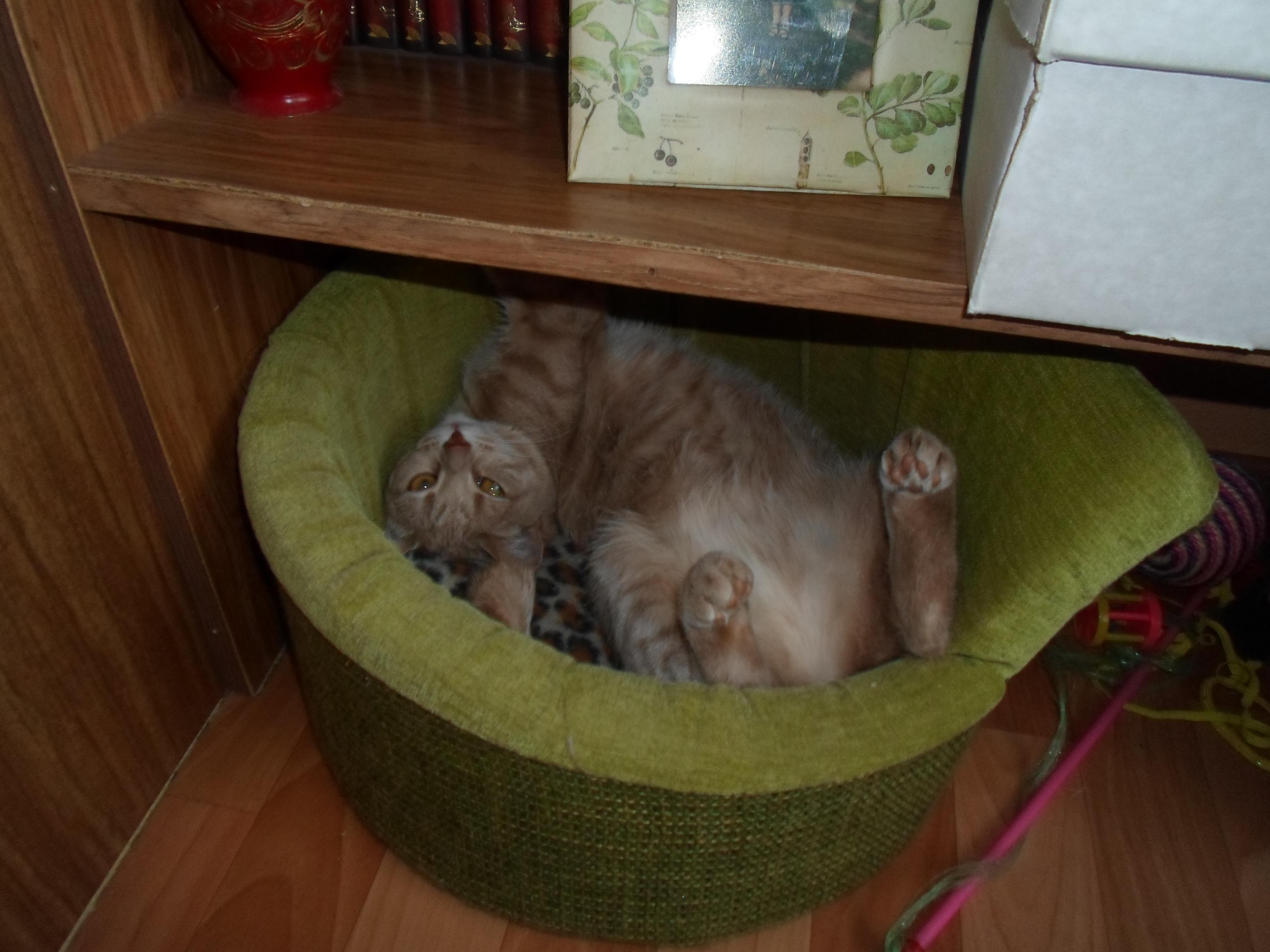 Поселилась у нас киска