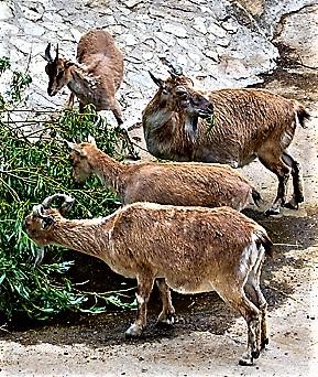 Козлята. Стихи к фотографиям